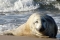 seal