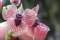 Telipogon diabolicus