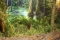 Life in the Amber Forest