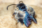 Heterosphecia tawonoides