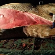 whale