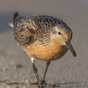 Photos of the red knot: ©Jan van de Kam 1