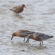 Photos of the red knot: ©Jan van de Kam 2