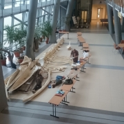 fin whale 1