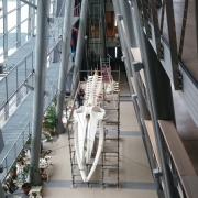 fin whale 5