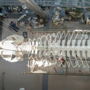 fin whale 6