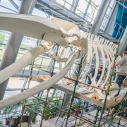 fin whale 7