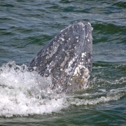 Humpback 2