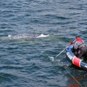 Humpback 3