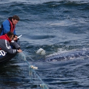 Humpback 1
