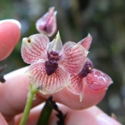Telipogon diabolicus 2