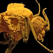 the Camptopterohelea odora