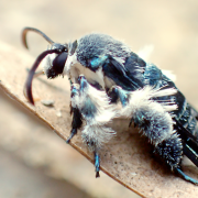 bee 1