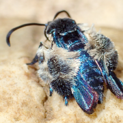 bee 2
